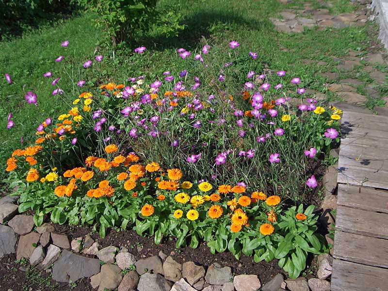Escholzia, cvijeće i njega Njega Escholzije