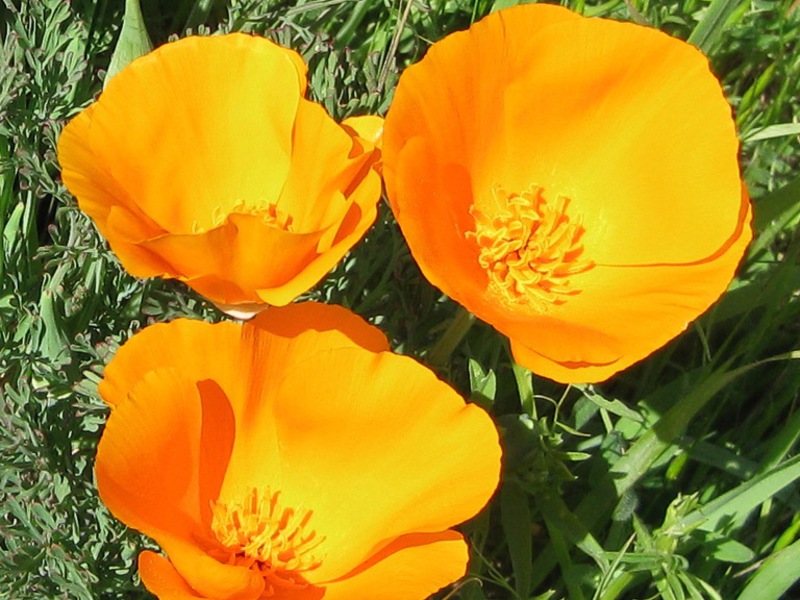 Nježni cvjetovi eschscholzije Cvjetna escholzia