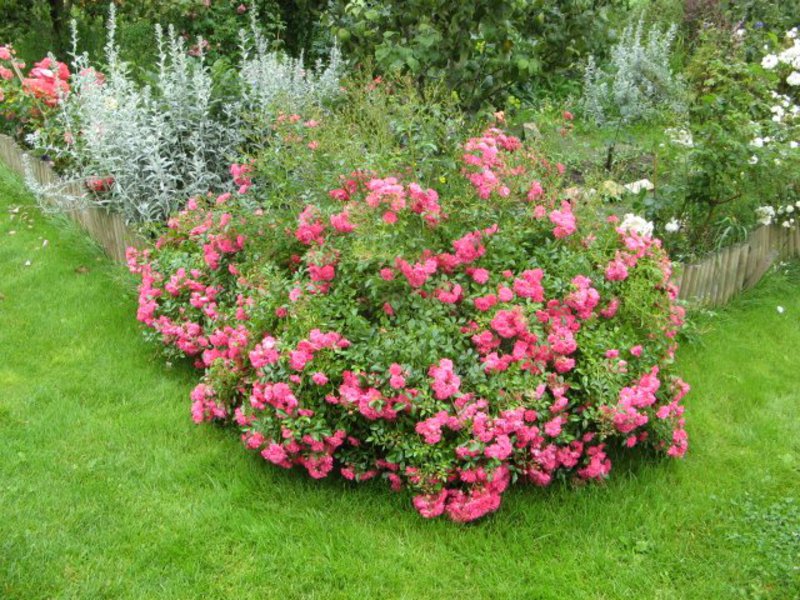Ruža penjačica Groundcover rose ruba