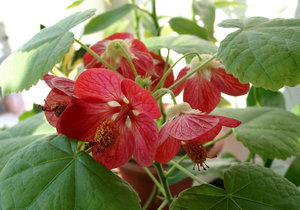 Opis cvijeta Abutilon