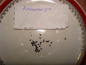 Pravila za uzgoj kataranta