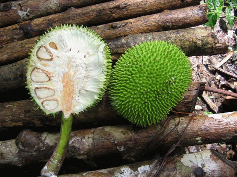 Jackfruit ili indijski zimzelen, krušno voće Opis krušnog voća