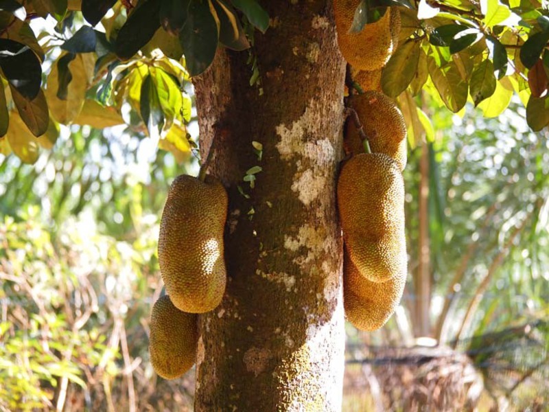Jackfruit ili indijski zimzelen, krušno voće Jack voće