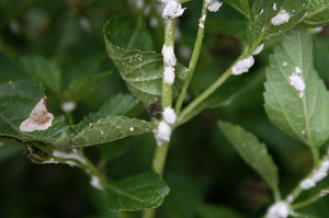 Mealybug na sobnim biljkama