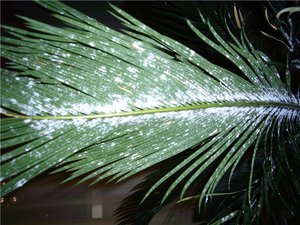 Mealybug na lišću