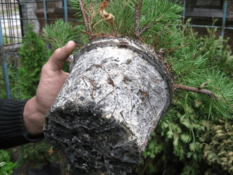 Primjer biljnog korijenja s brašnom Mealybug