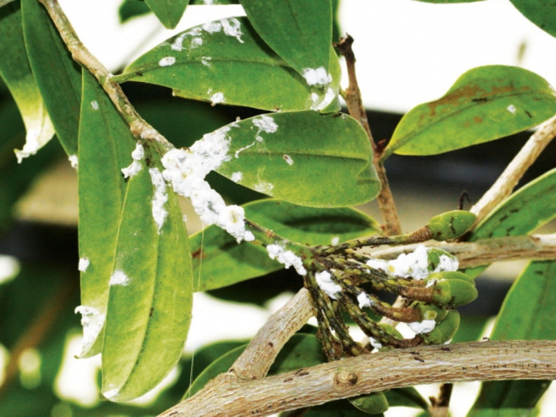 Mealybugs, ili, kako ih još nazivaju, dlakave uši Bolesti i štetnici sobnih biljaka