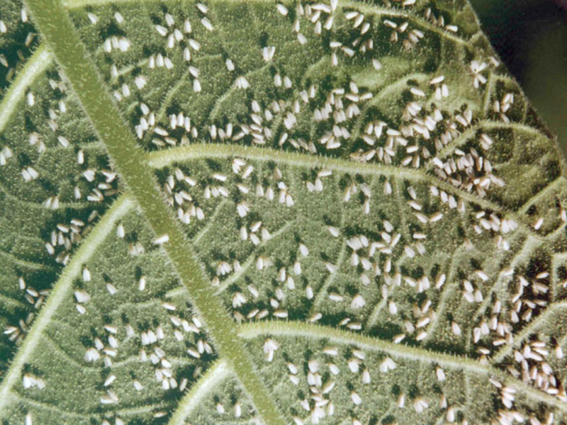 Mealybug na listu Suzbijanje borovice