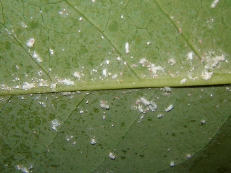 Mealybug na biljci Ženski crv na stražnjoj strani lista