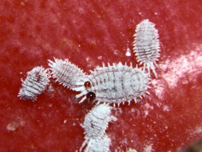 Mealybugs, ili, kako ih popularno nazivaju, dlakave uši Štetnici sobnih biljaka