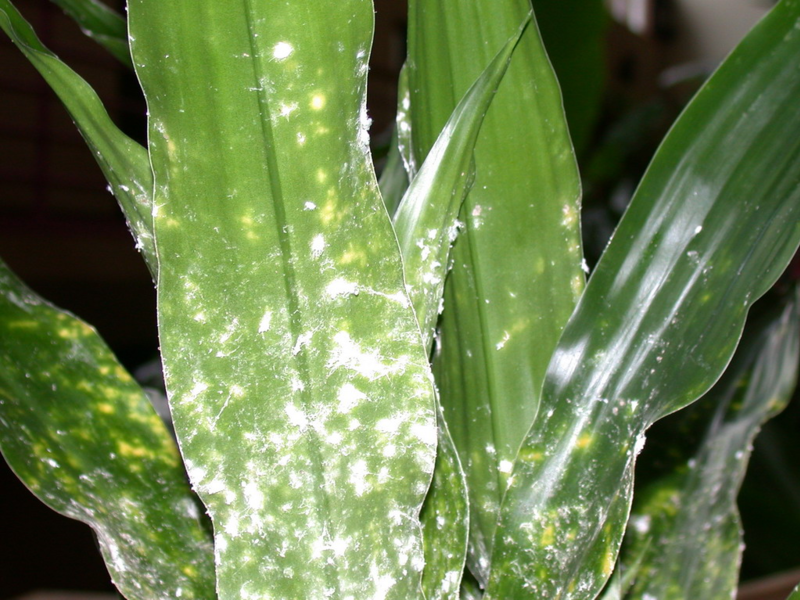 Biljne bolesti i štetnici Mealybug i kako se nositi s tim