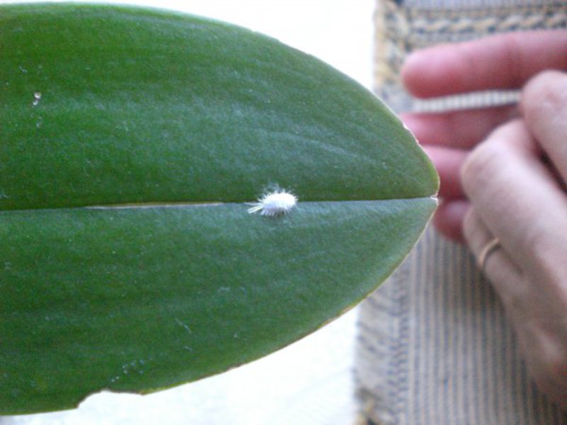 Mealybug na domaćoj biljci Kako se riješiti biljnih štetnika