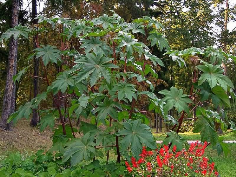 Zašto se biljka ricinusovog ulja smatra opasnom biljkom Otrovna i opasna svojstva biljke ricinus