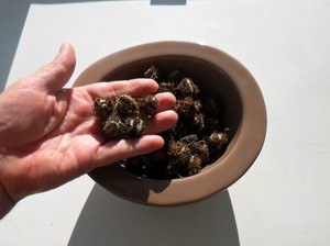 Nijanse sadnje sjemena biljke ricinus