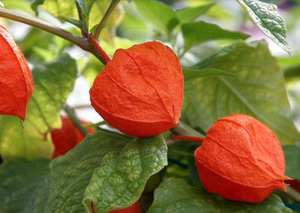 Povrćarska kultura Physalis