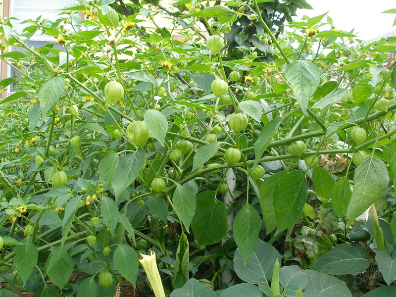 Povrćarska kultura Physalis Značajke sadnje i njege fizalisa