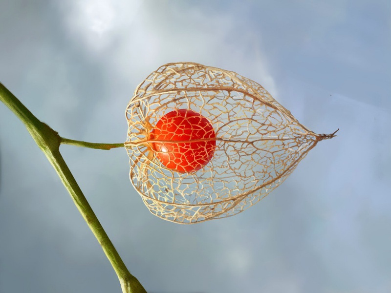 Kako izgleda Physalis Sorte fizalisa
