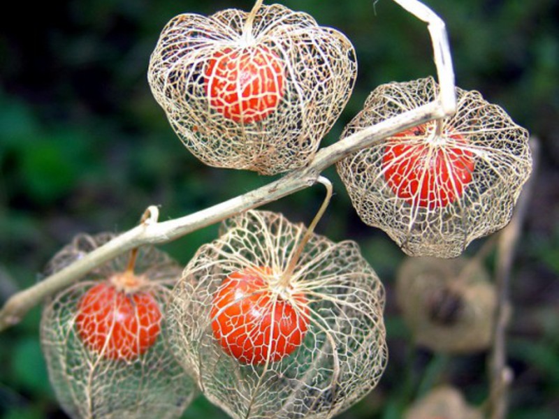 Biljka fizalis Biljne vrste Physalis