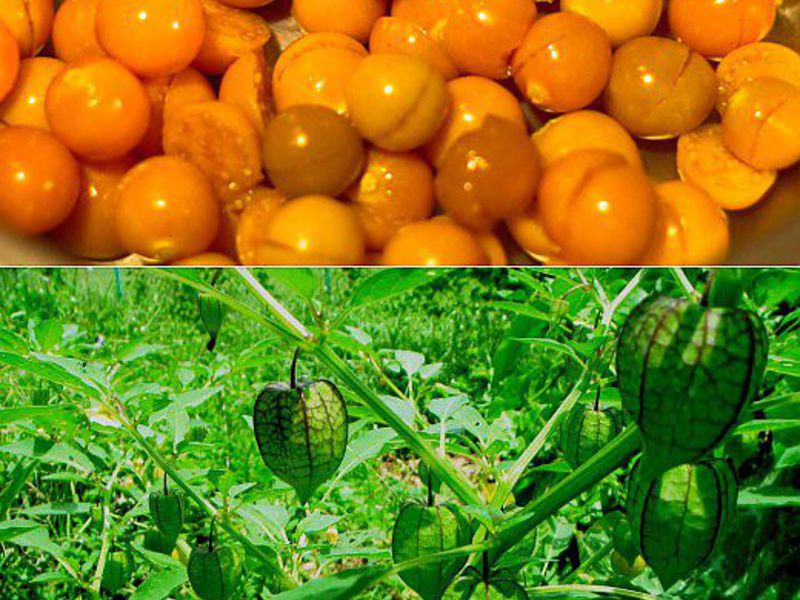 Physalis uzgoj sadnica Koje su značajke plodova fizalisa