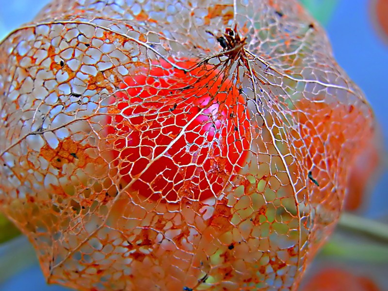 Physalis - bobica Kako izgleda plod fizalisa?