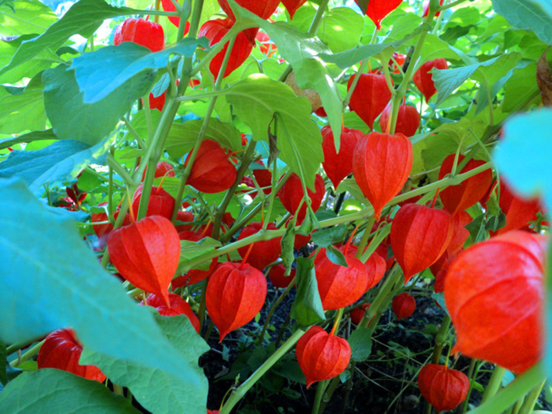 Physalis - čudotvorna bobica Kako raste Physalis Berry