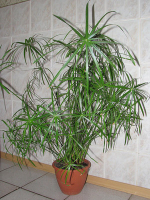 Sobne biljke cyperus