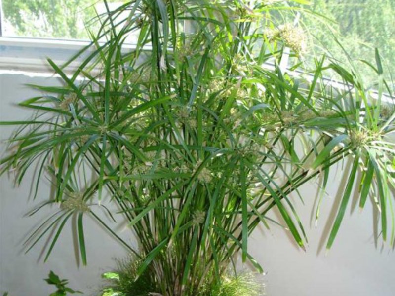 Izgled Cyperus Koji štetnici mogu naštetiti biljci cyperus