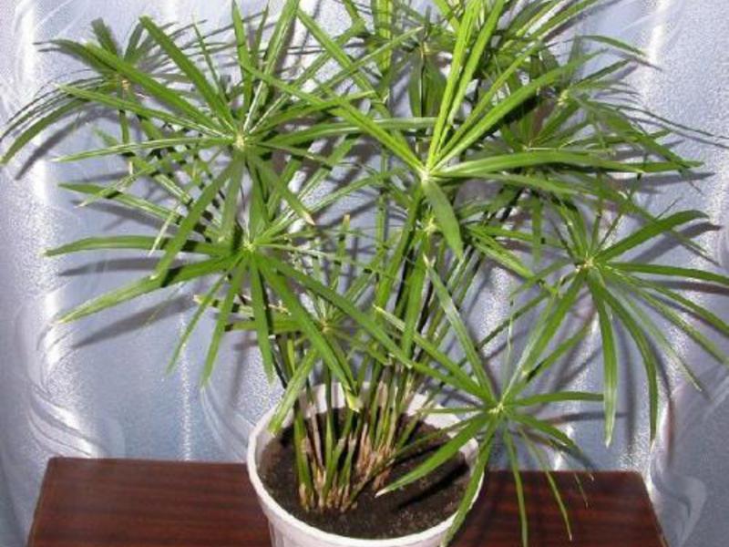 Sobni cyperus Kako cyperus cvjeta