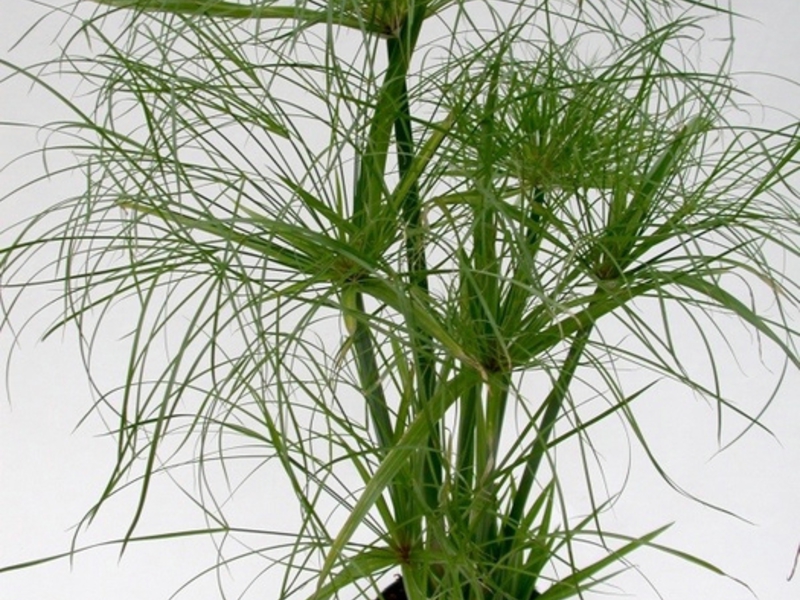 Biljka Cyperus Njega kiperusa