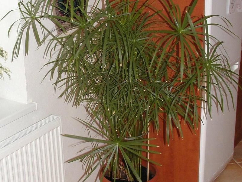 Cyperus naizmjenični Kućna njega Cyperus