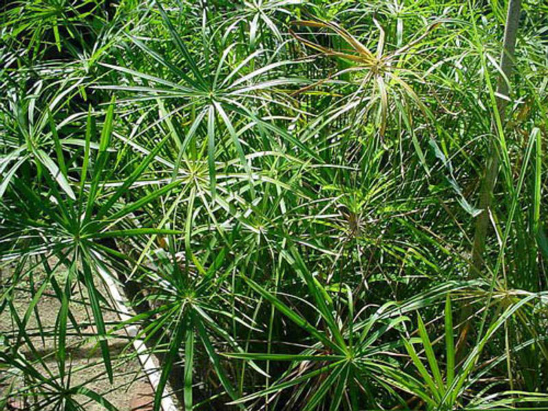 Reprodukcija cyperusa Cyperus je biljka koja voli vlagu