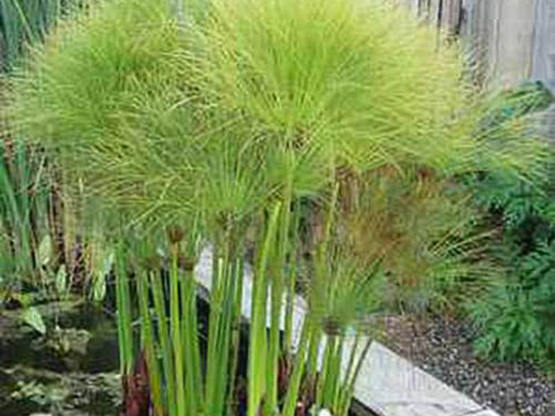 Kako izgleda cyperus Kako raste Cyperus