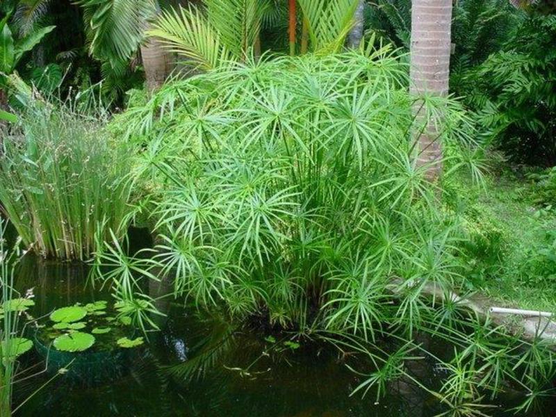 Biljka Cyperus U svetištu, osobitost biljke cyperus
