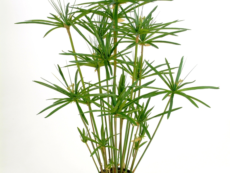Kako raste Cyperus Kako se brinuti za cyperus