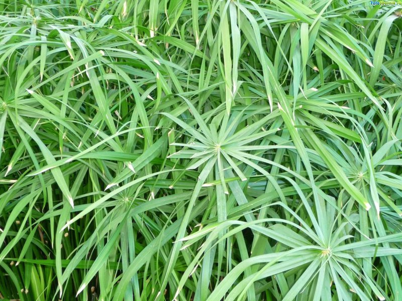 Cyperus - biljka za cvjećare početnike Biljka Cyperus i njegove sorte