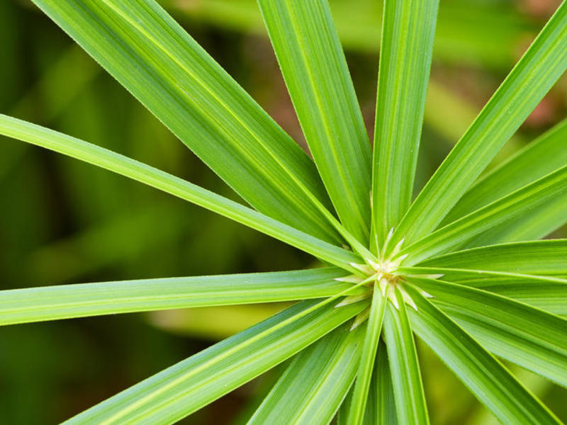 Tropski Cyperus Koje su vrste cyperusa