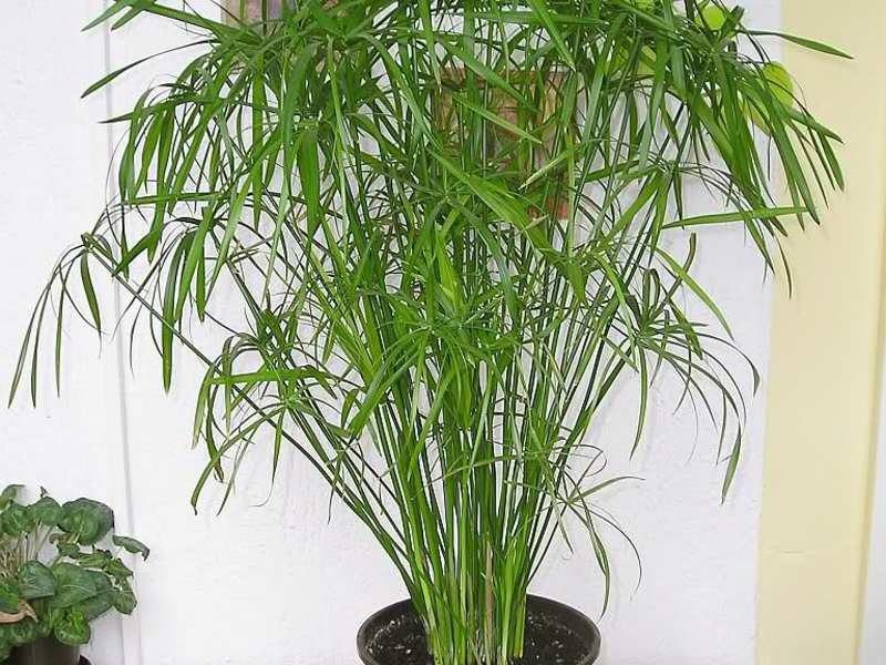 Biljka Cyperus Njega kiperusa