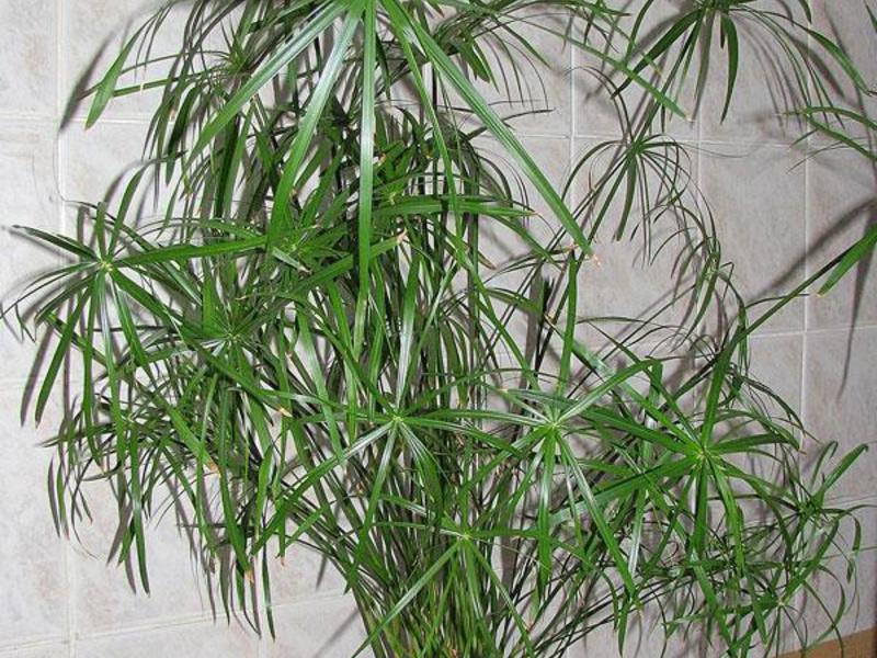 Biljne vrste cyperus Opis biljke cyperus