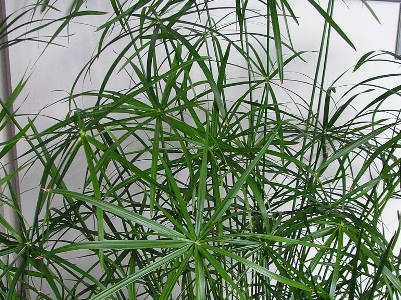 Cyperus naizmjenični Reprodukcija cyperusa