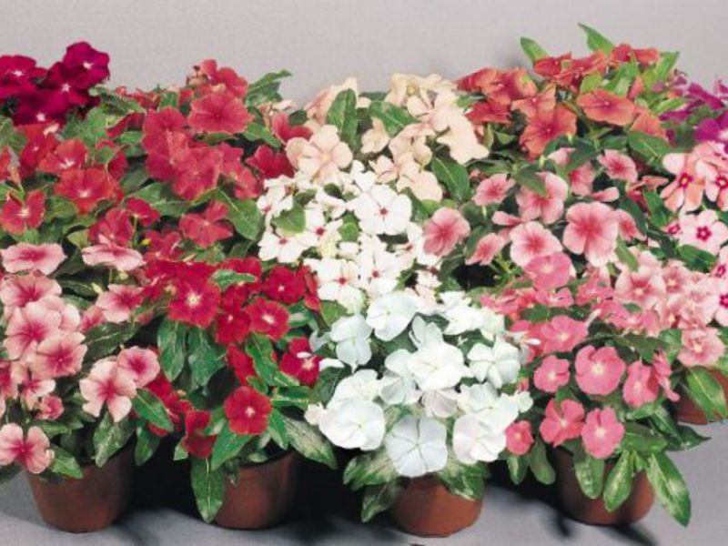 Catharanthus ružičasta Ružičasti katarant