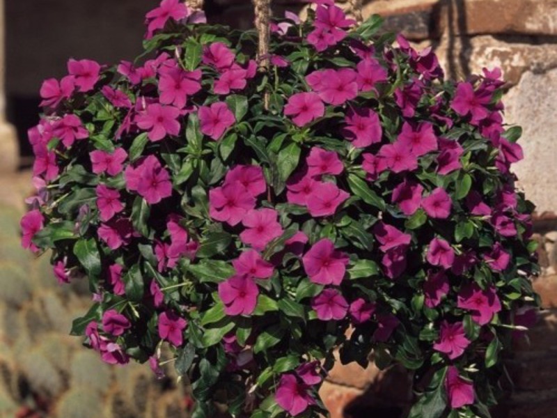 Kako uzgajati catharanthus Koji su uvjeti potrebni za uzgoj kataranta