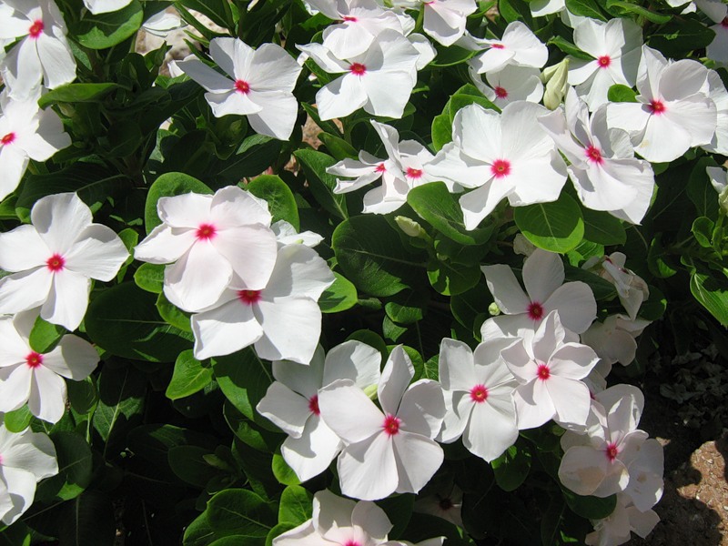 Catharanthus ružičasta Osjetljivo cvjetanje kataranta