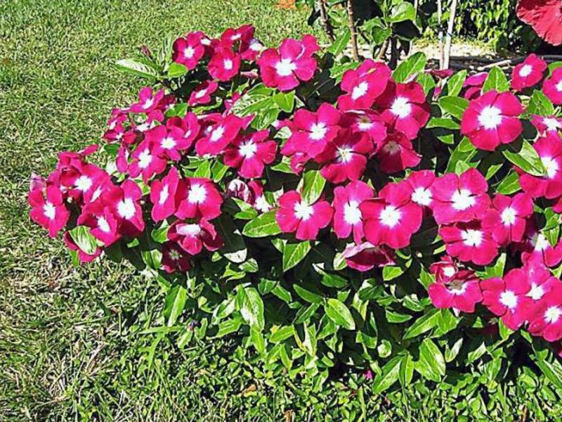 Catharanthus ružičasta Briga za cvijet kataranta