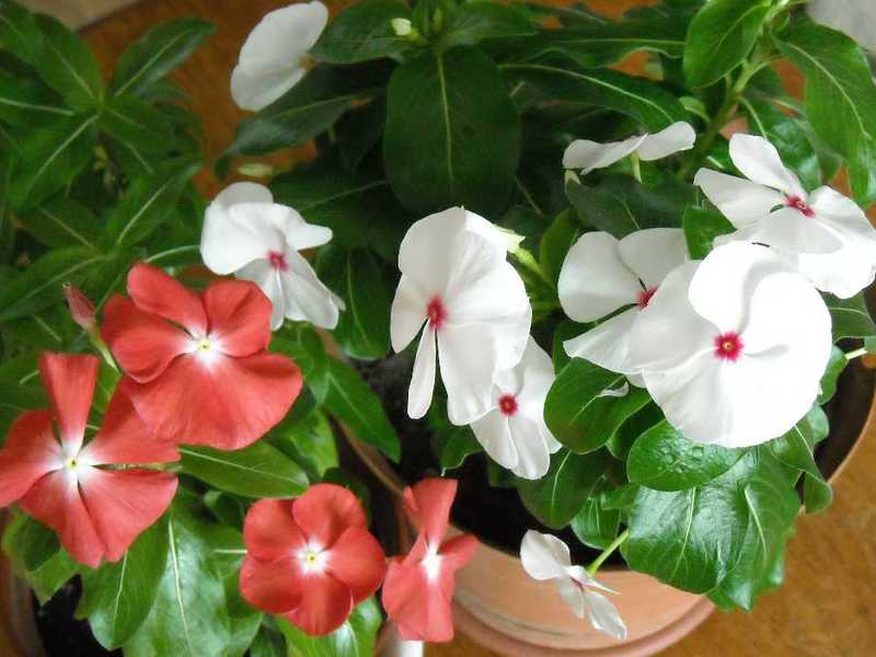 Cvjetni kataran Catharanthus ampelozan