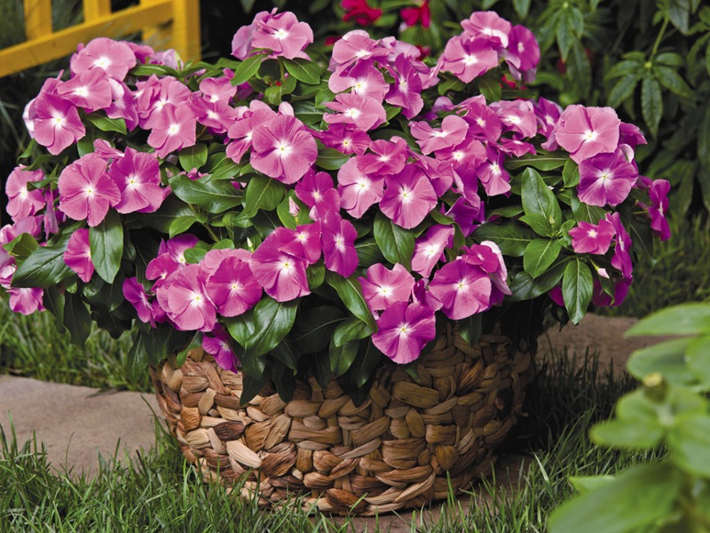 Catharanthus ružičasta Catharanthus i njegove sorte