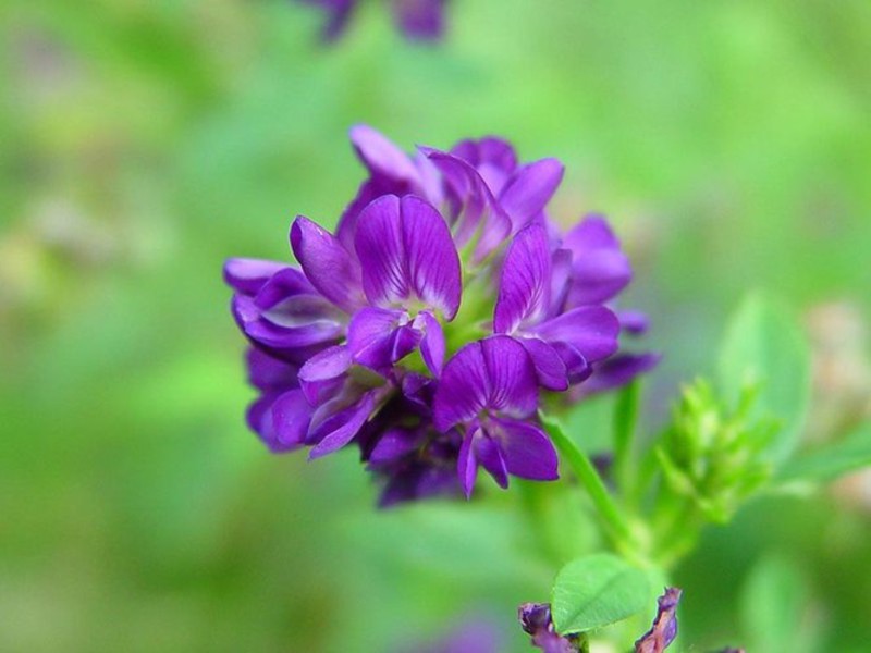 Uzgajanje biljke lucerne Sorte vrste lucerke