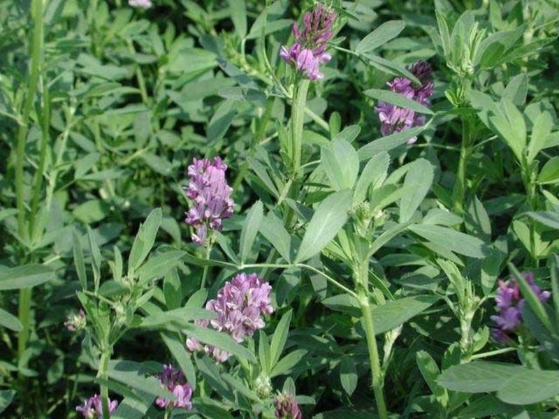 Sorte biljaka lucerke Uloga biljaka zelenog gnojiva u prirodi