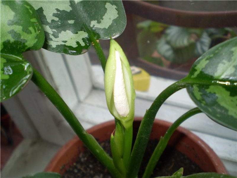 Kako aglaonema cvjeta
