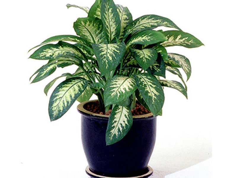 Šareni aglaonema
