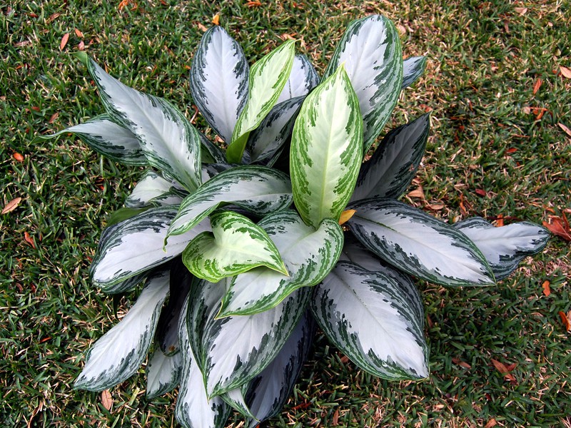 Sorta cvijeta Aglaonema